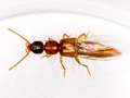 Lithocaris nigriceps